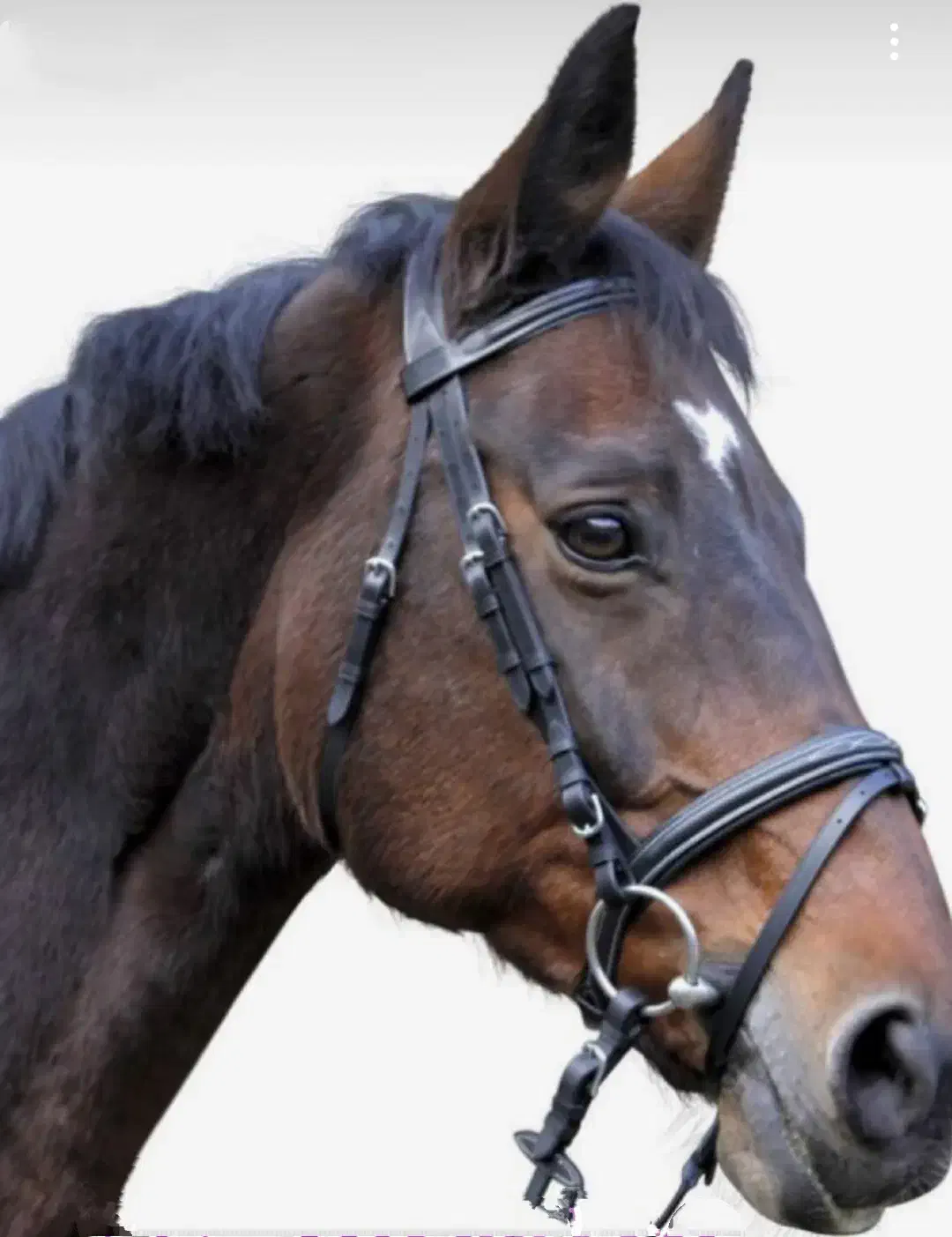 آموزش سوارکاری و فروش لوازم سوارکاری|اسب و تجهیزات اسب‌سواری|صفادشت, |دیوار