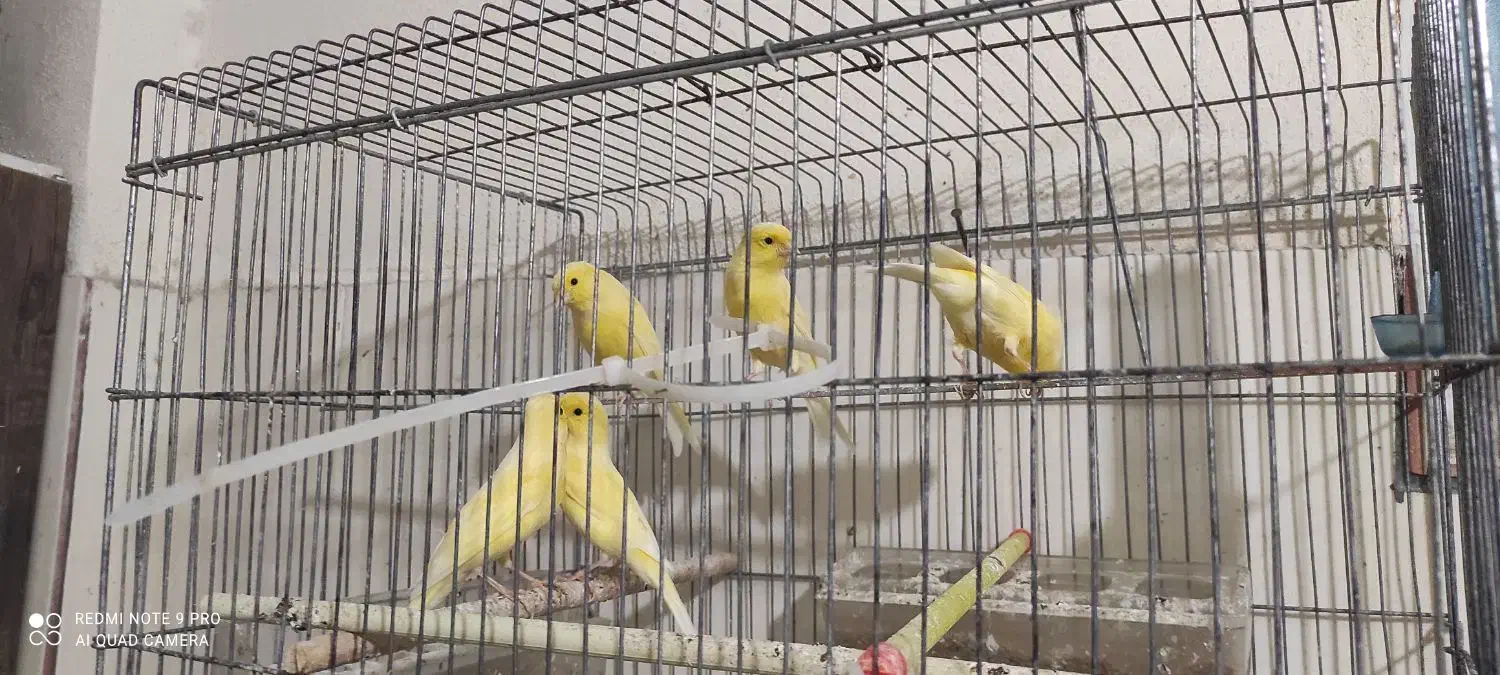 ۱۲ عدد قناری نر و ماده با هم|پرنده|جم, |دیوار