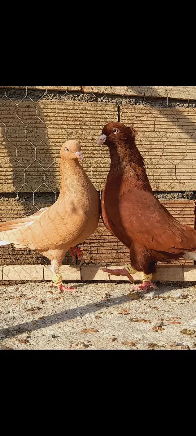 نروماده سرخ دم سفید زرد دم سفید اس اس|پرنده|مشهد, انقلاب|دیوار