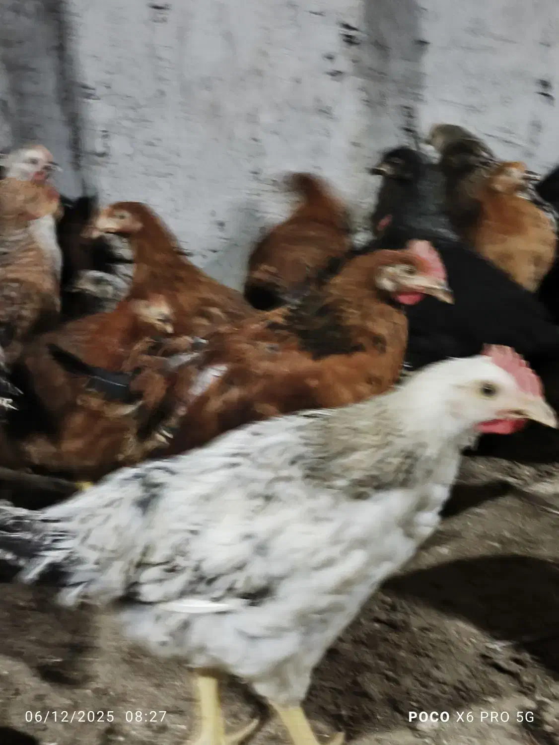 نیمچه مرغ و خروس|حیوانات مزرعه|اطاقور, |دیوار