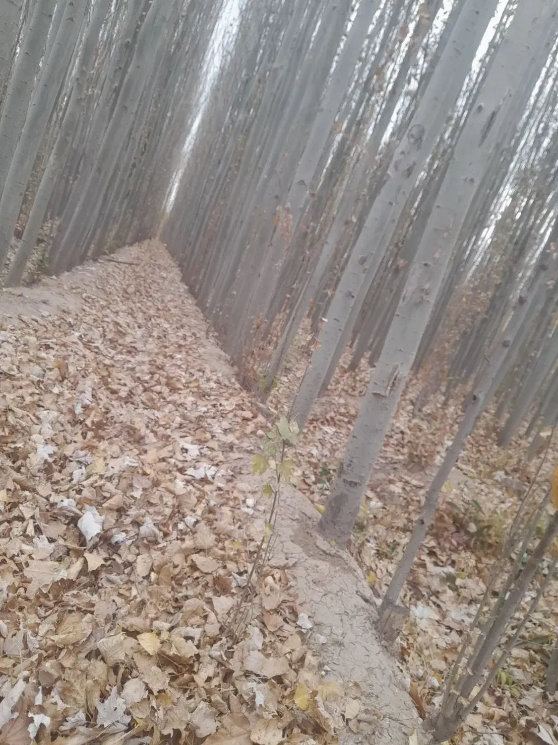 جشنواره خرید نهال کبوده نهالی کم آب ،(صنوبر )|خدمات باغبانی و درختکاری|اسدآباد, |دیوار