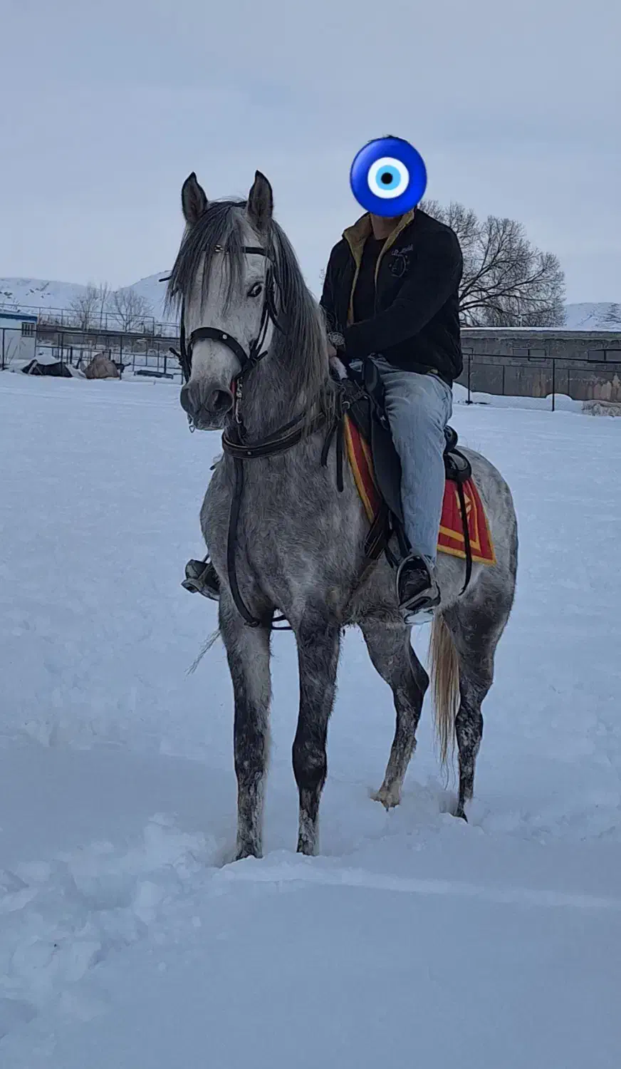 نریان عرب یسر|اسب و تجهیزات اسب‌سواری|ارومیه, |دیوار