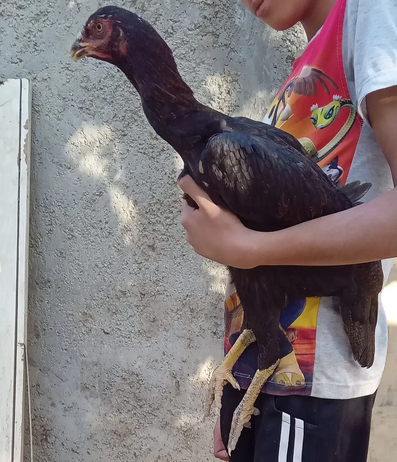 جوجه مرغ لاری|حیوانات مزرعه|هشتگرد, تهران دشت|دیوار