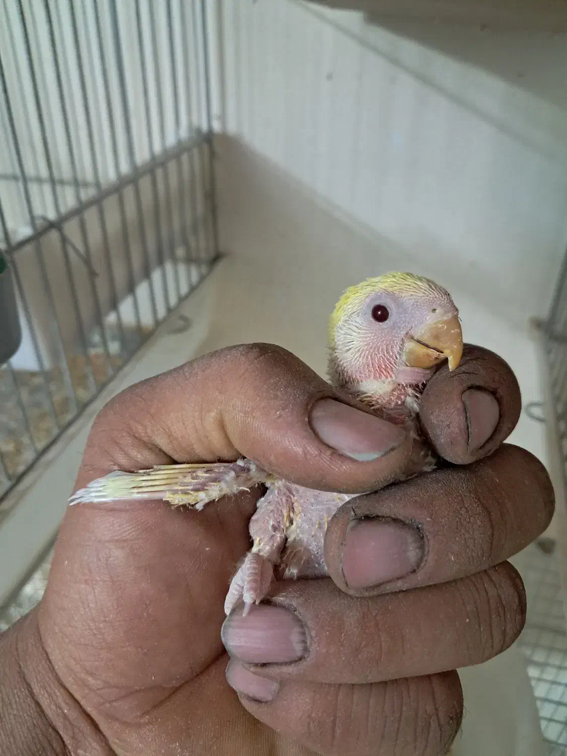 طوطی جوجه سرلاکی|پرنده|سمنان, |دیوار