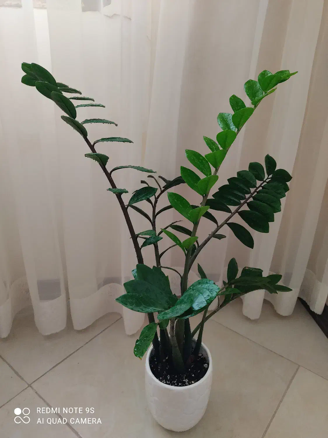 گلدان با گل زامفولیا|گل و گیاه طبیعی|گلبهار, شهر جدید گلبهار|دیوار