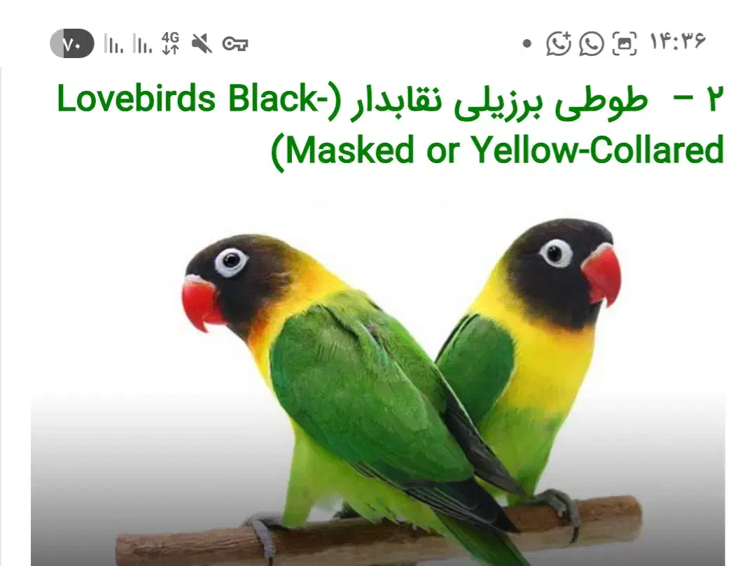 فروش  آکواریوم باماهی و کوتوله برزیلی باقفس|پرنده|مرودشت, فاز دوم شهرک فرهنگیان|دیوار