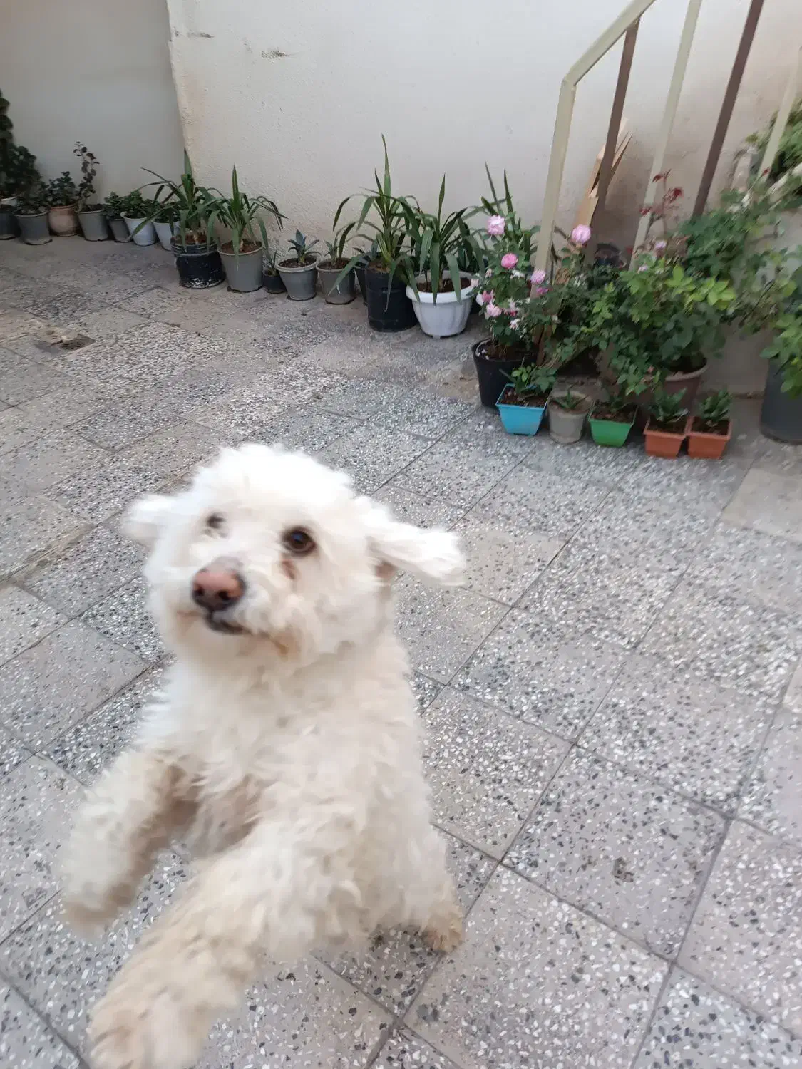 کمشده|سگ|خرمآباد, |دیوار