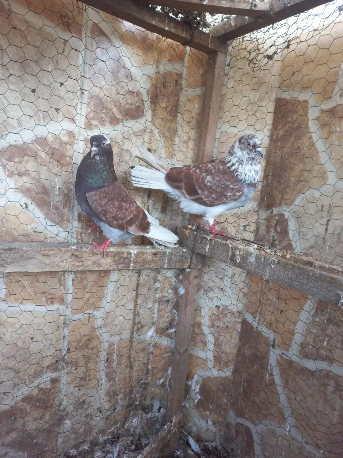 کبوتر پرشی|پرنده|بابل, |دیوار