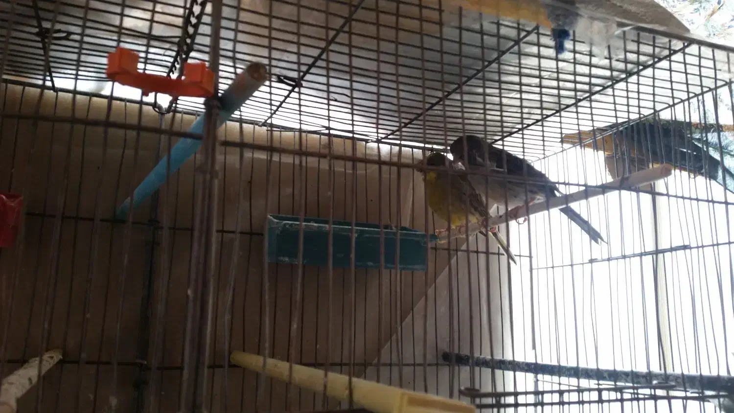 قناری گلاستر|پرنده|سهند, |دیوار