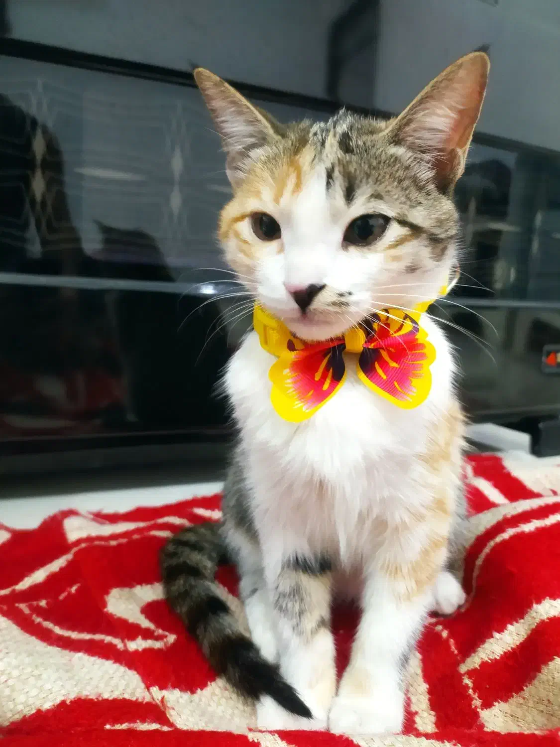 واگذاری گربه بازیگوش و رام شده خانگی|گربه|بوکان, |دیوار