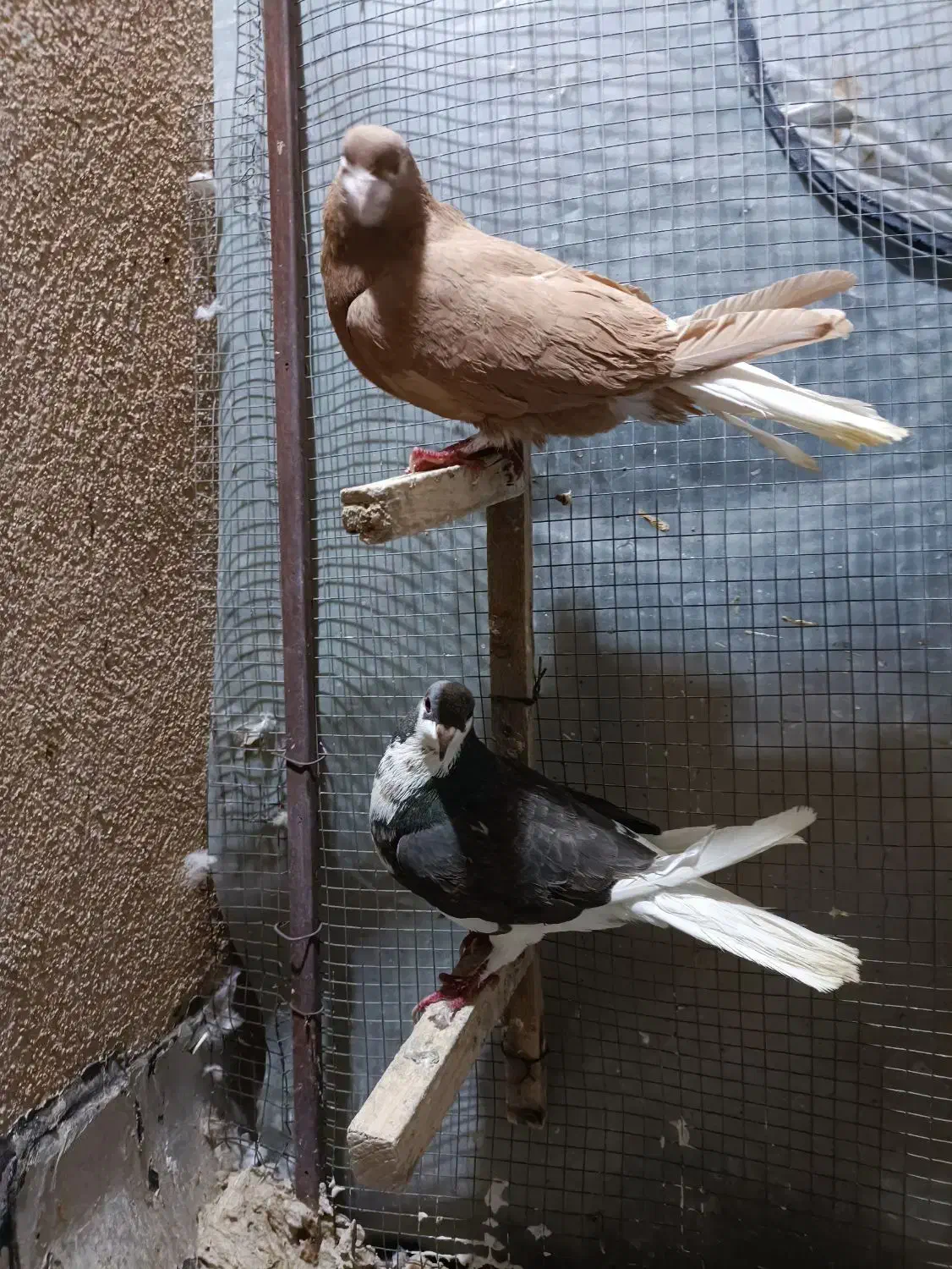 کفتر شهری بهبهانی پلاکی|پرنده|شیراز, تندگویان|دیوار