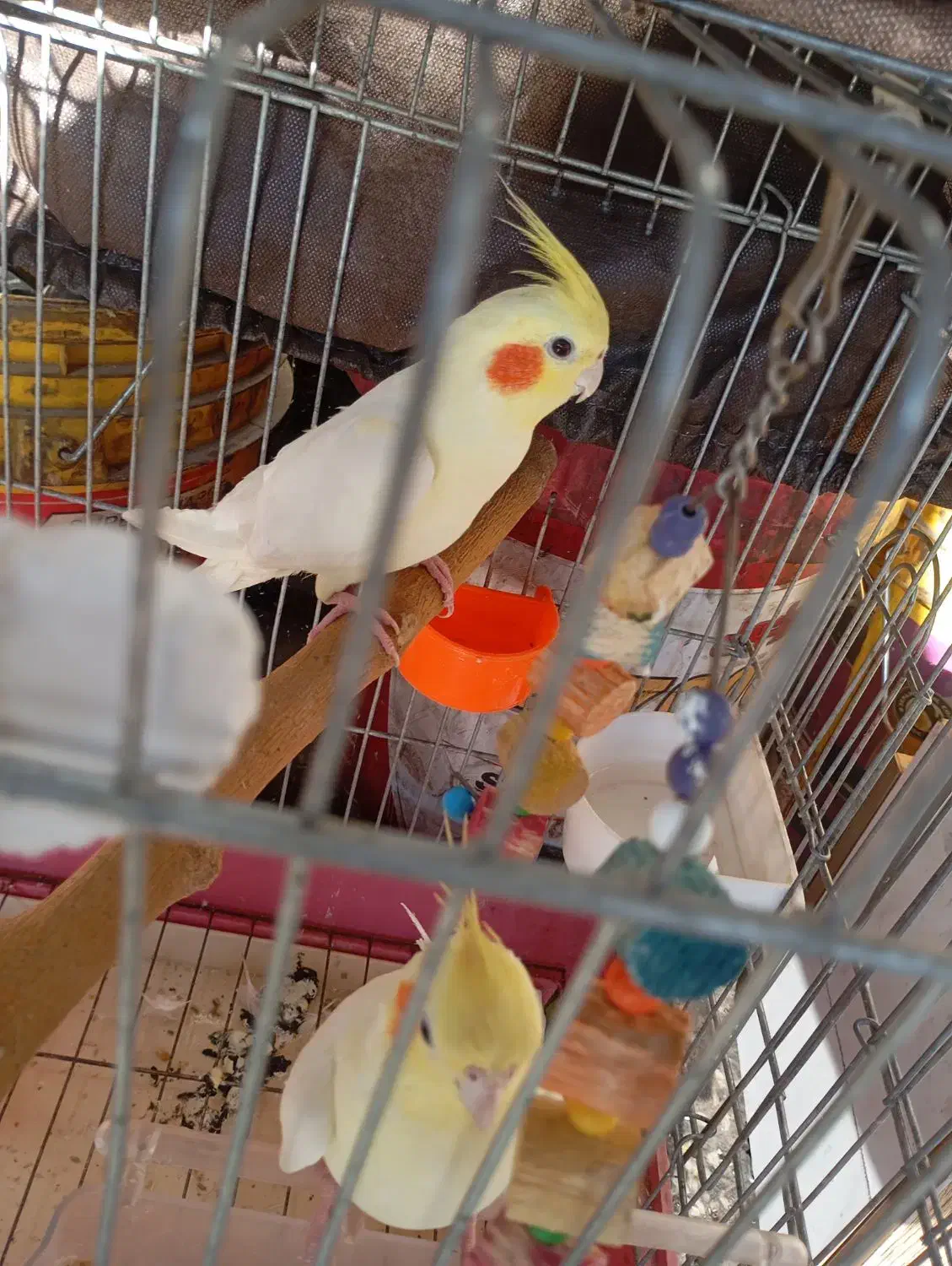 یک جفت عروس هلندی لوتینو|پرنده|شیراز, وزیرآباد|دیوار