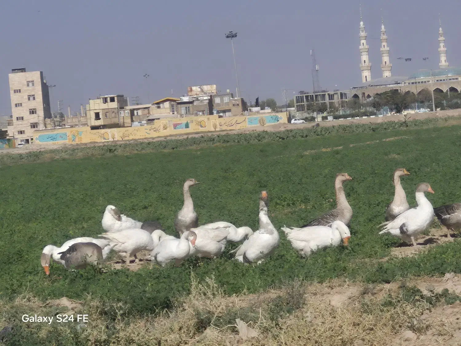 غاز|حیوانات مزرعه|قم, جمکران|دیوار