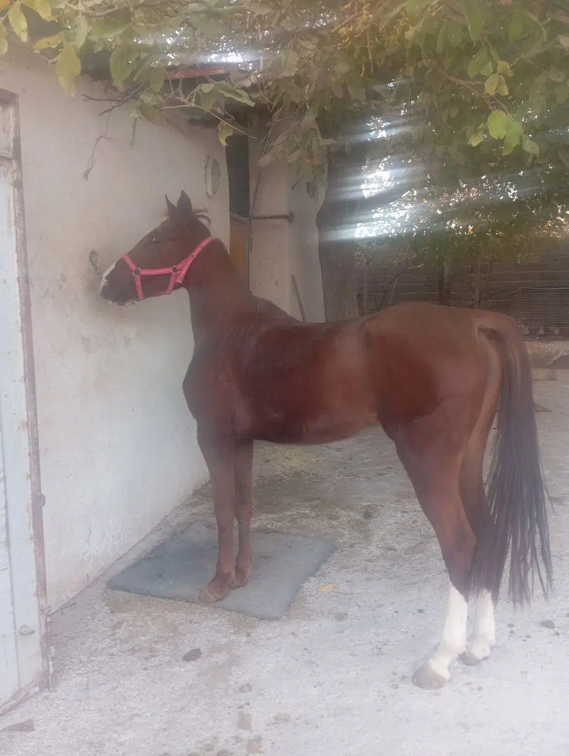 مادیان کرد ۳ساله|اسب و تجهیزات اسب‌سواری|قدس, شهر‌قدس|دیوار