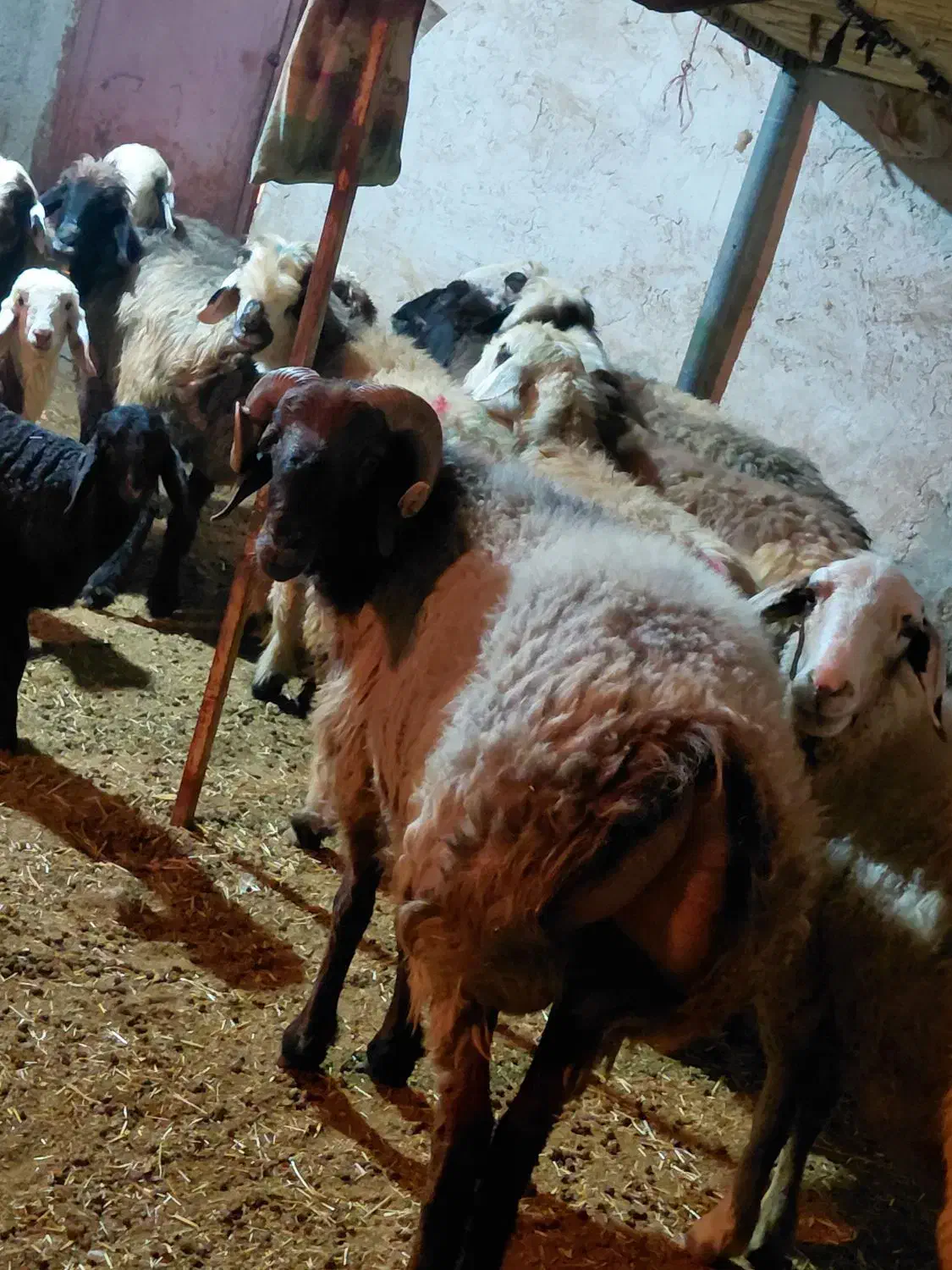 کاوه قوچ ترکی چینی|حیوانات مزرعه|کوه چنار, |دیوار