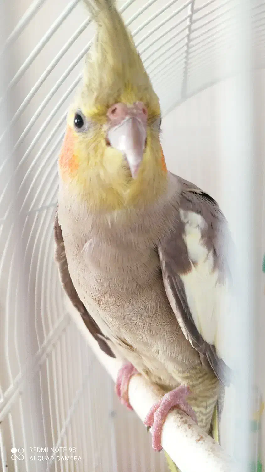 دو عدد پرنده عروس هلندی|پرنده|رشت, کوی مهر|دیوار