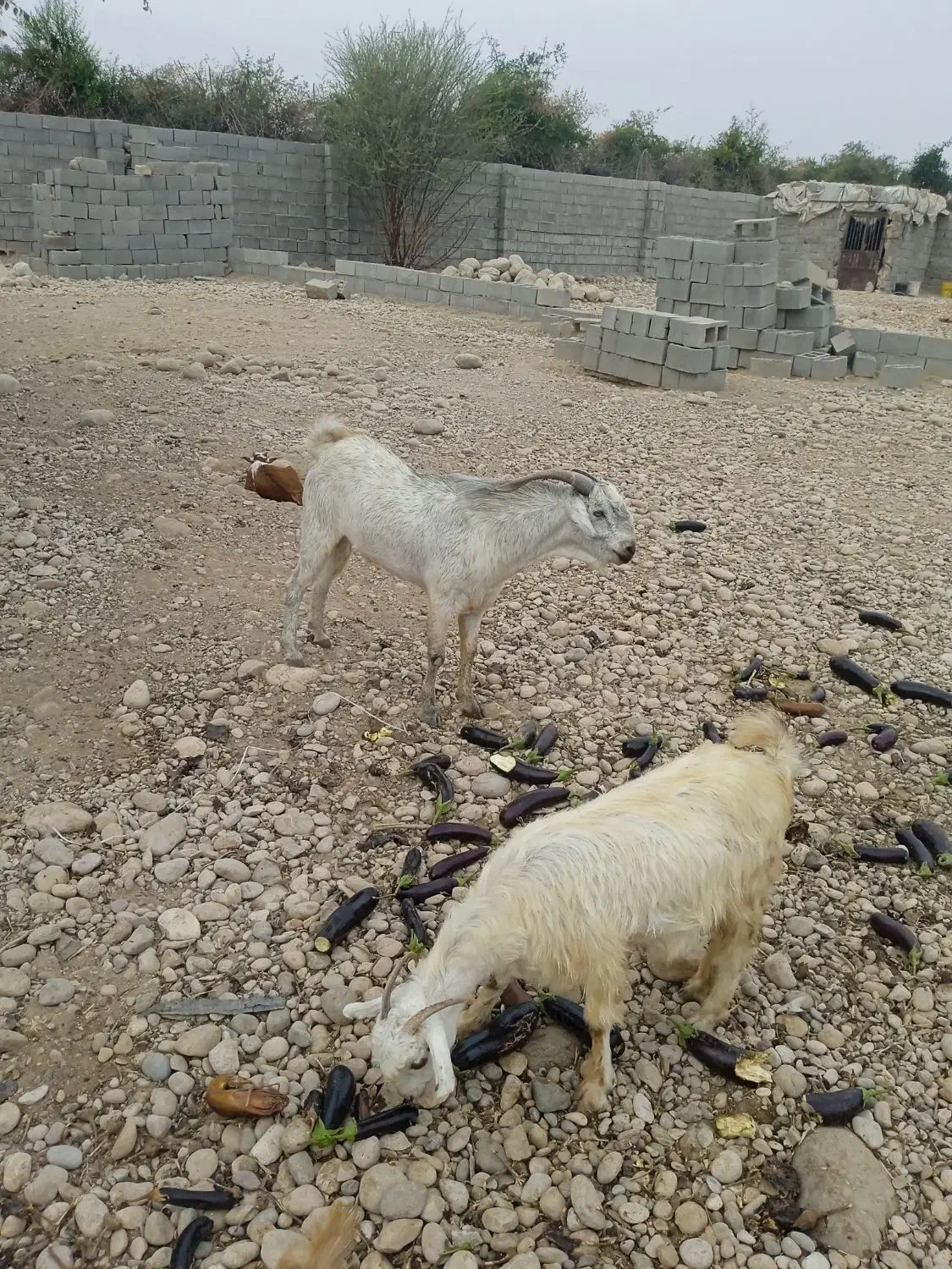 نری پاکستانی|حیوانات مزرعه|قلعه قاضی, |دیوار