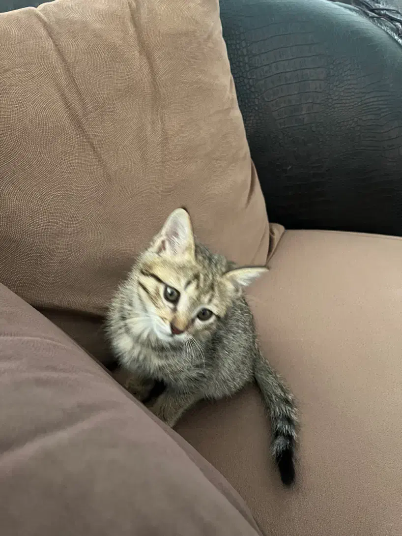 واگذاری گربه|گربه|تهران, هفده شهریور|دیوار