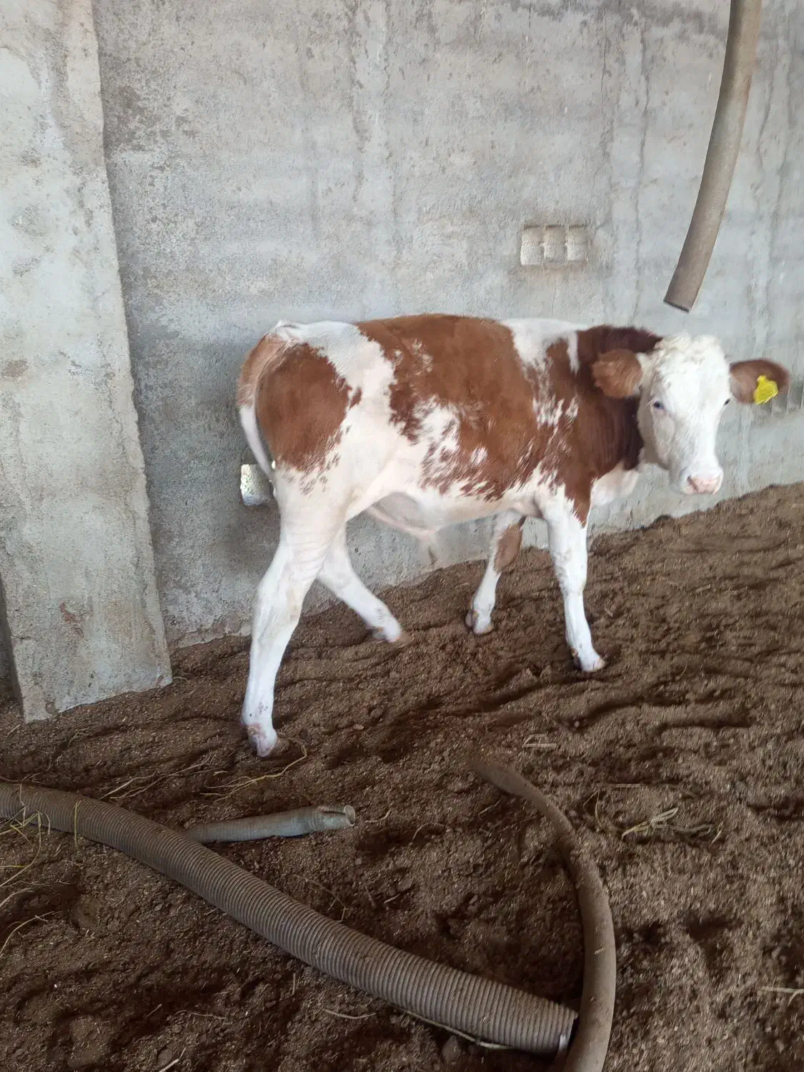 گوساله اصل سیمنتلل نرقرمز|حیوانات مزرعه|سنگدوین, |دیوار