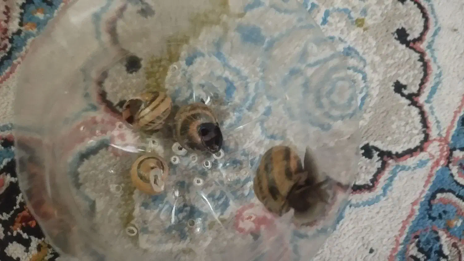 حلزون|خزنده|بیرجند, |دیوار