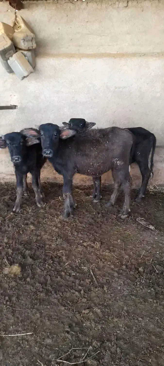 گاومیش|حیوانات مزرعه|کربال, |دیوار