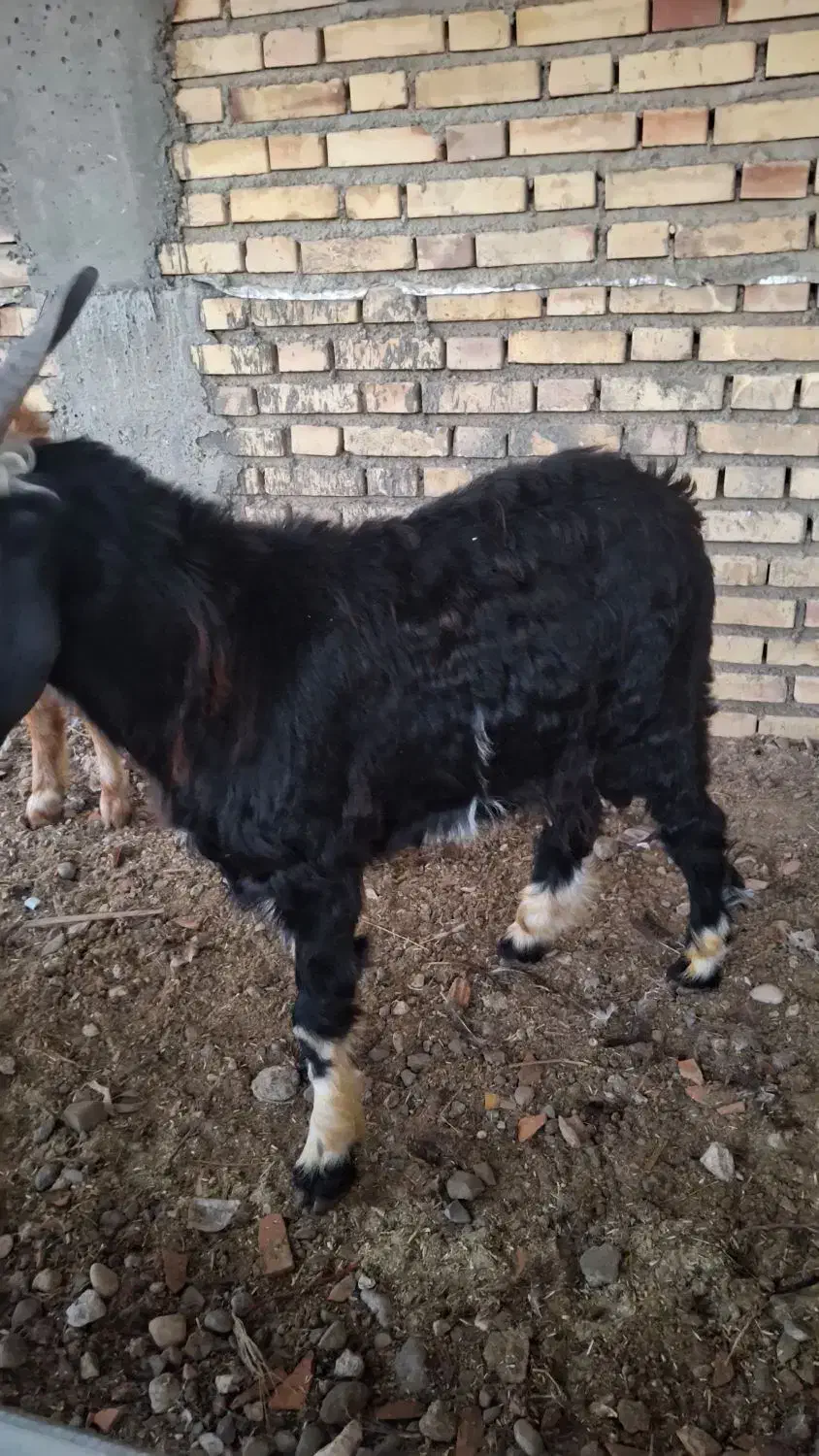 چوش های خوب چاق هردونر|حیوانات مزرعه|گنبد کاووس, |دیوار