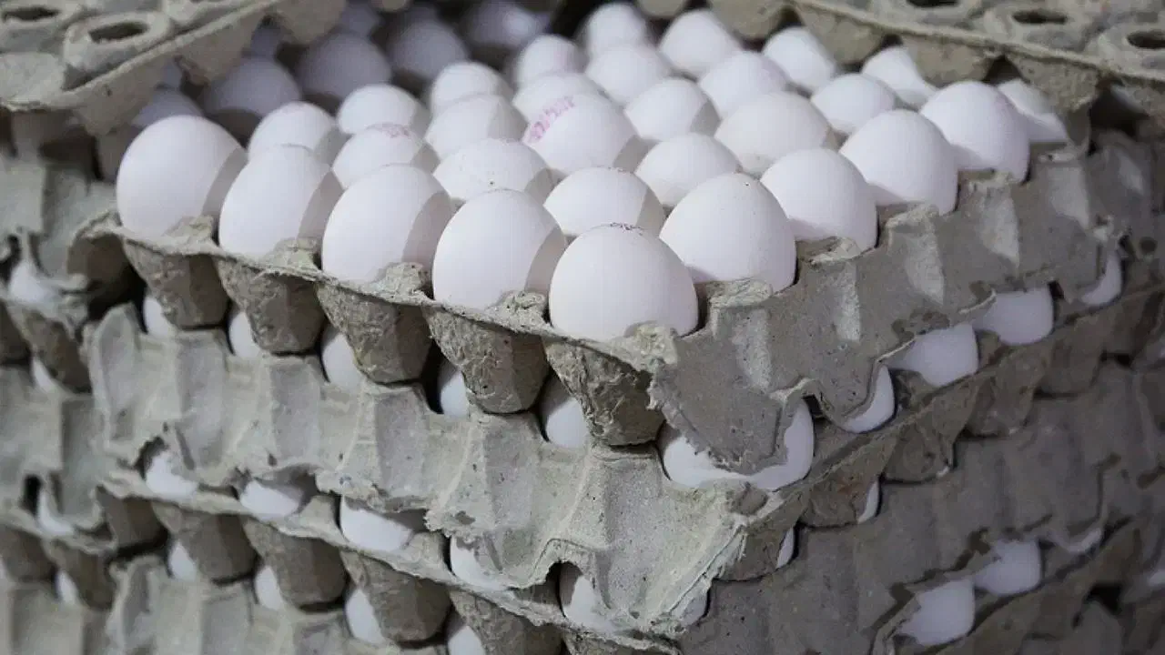 تخم مرغ هر شانه 155|خوردنی و آشامیدنی|زنجان, |دیوار