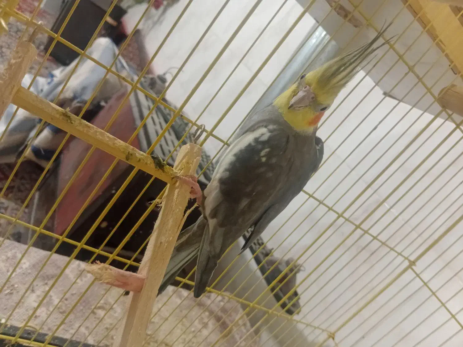 عروس هنلدی|پرنده|علیآباد کتول, |دیوار