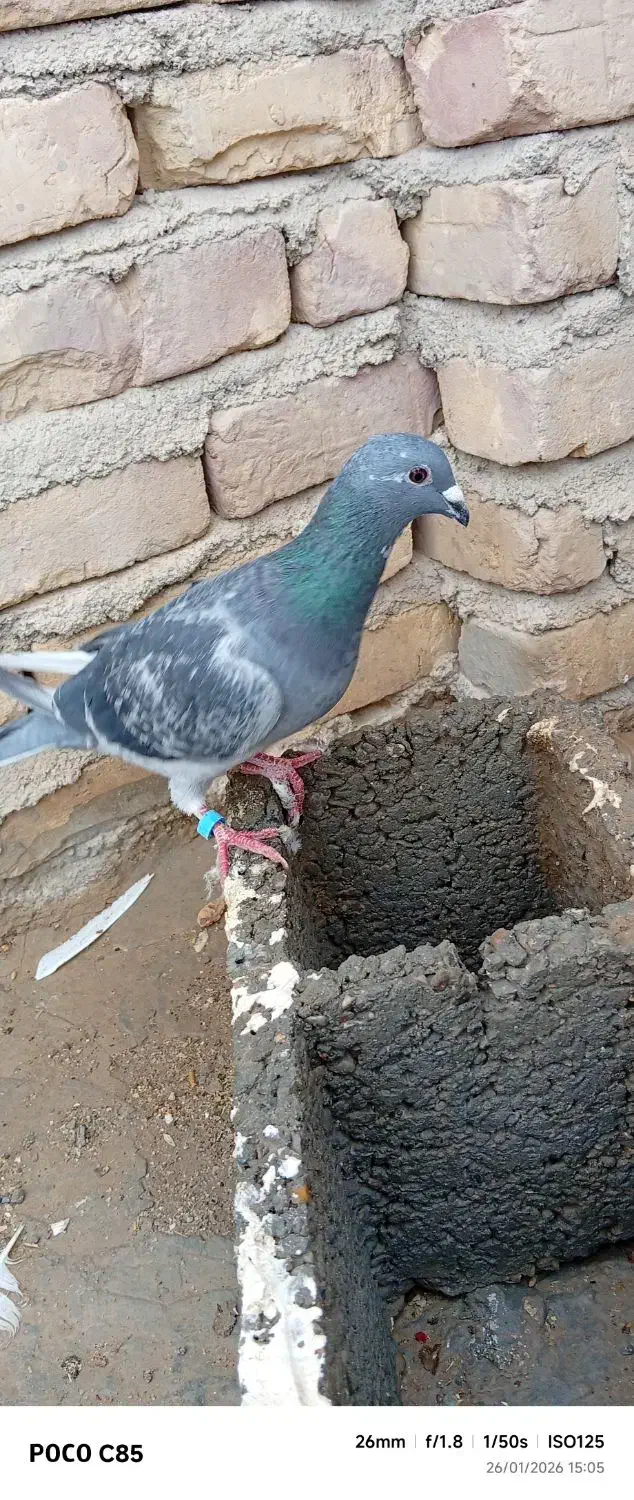 اسباز بازی کبوتر کفتر|اسباب‌‌بازی|زابل, |دیوار