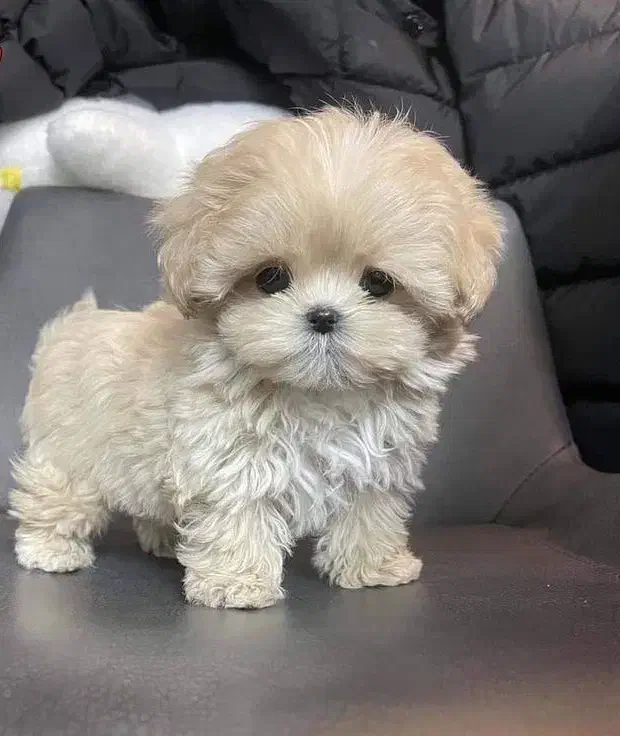 توله سگ پاپی مینیاتوری|سگ|اصفهان, خانه اصفهان|دیوار