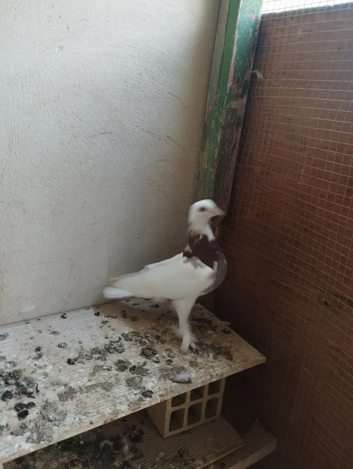 جفت کفتر طوقی|پرنده|کنارک, |دیوار