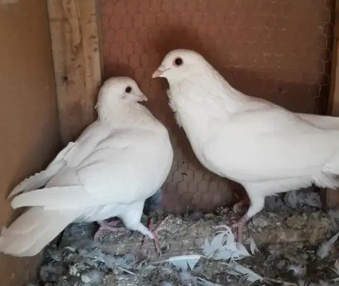 سفید آلمانی نر و ماده|پرنده|جهرم, |دیوار