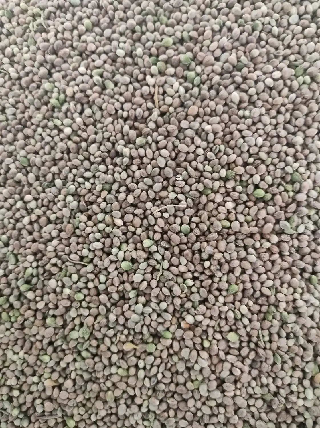 شاه دانه|خوردنی و آشامیدنی|فرخ‌شهر, |دیوار