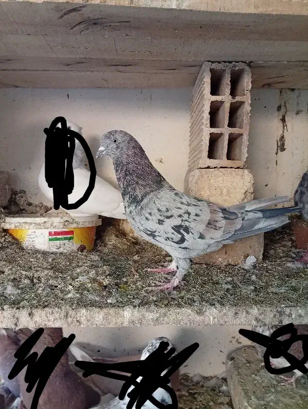 کفتر سرور|پرنده|آران و بیدگل, |دیوار