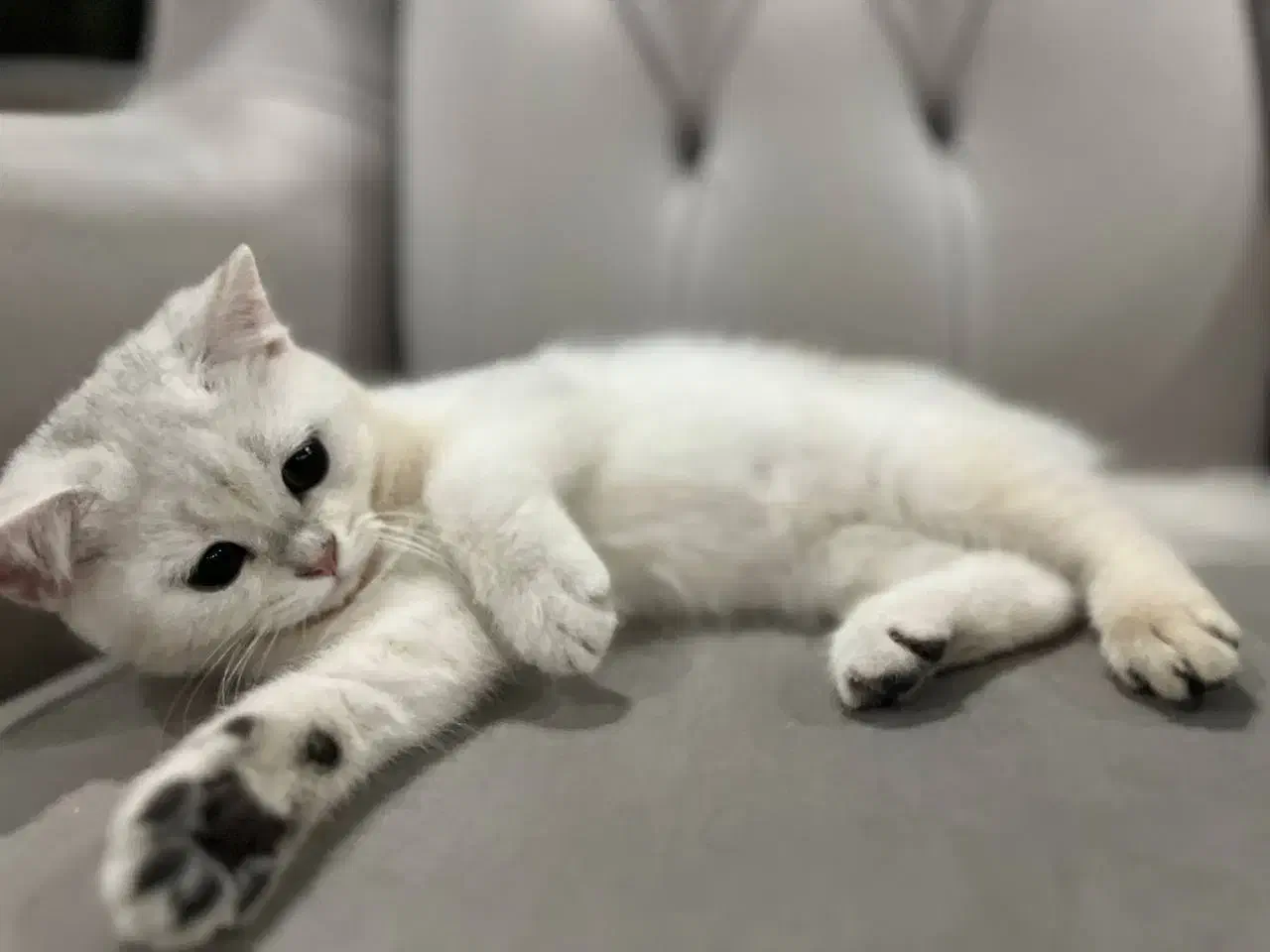 گربه|گربه|گرمدره, |دیوار