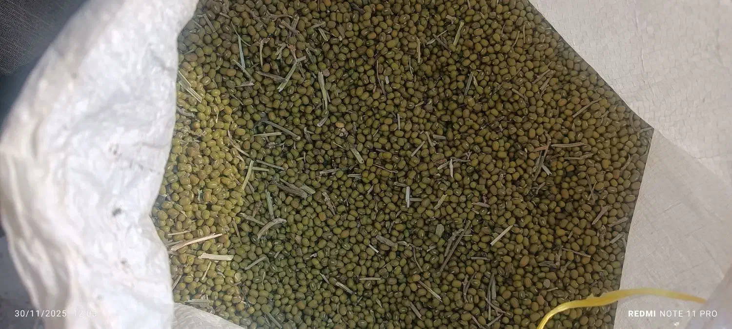 فروش ماش|خوردنی و آشامیدنی|گتوند, |دیوار