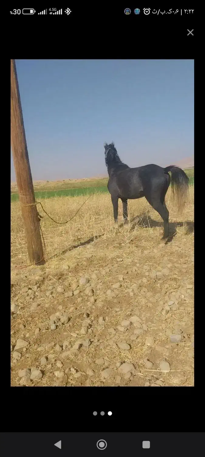 اسب ۳سال نریون|اسب و تجهیزات اسبسواری|ایذه, |دیوار