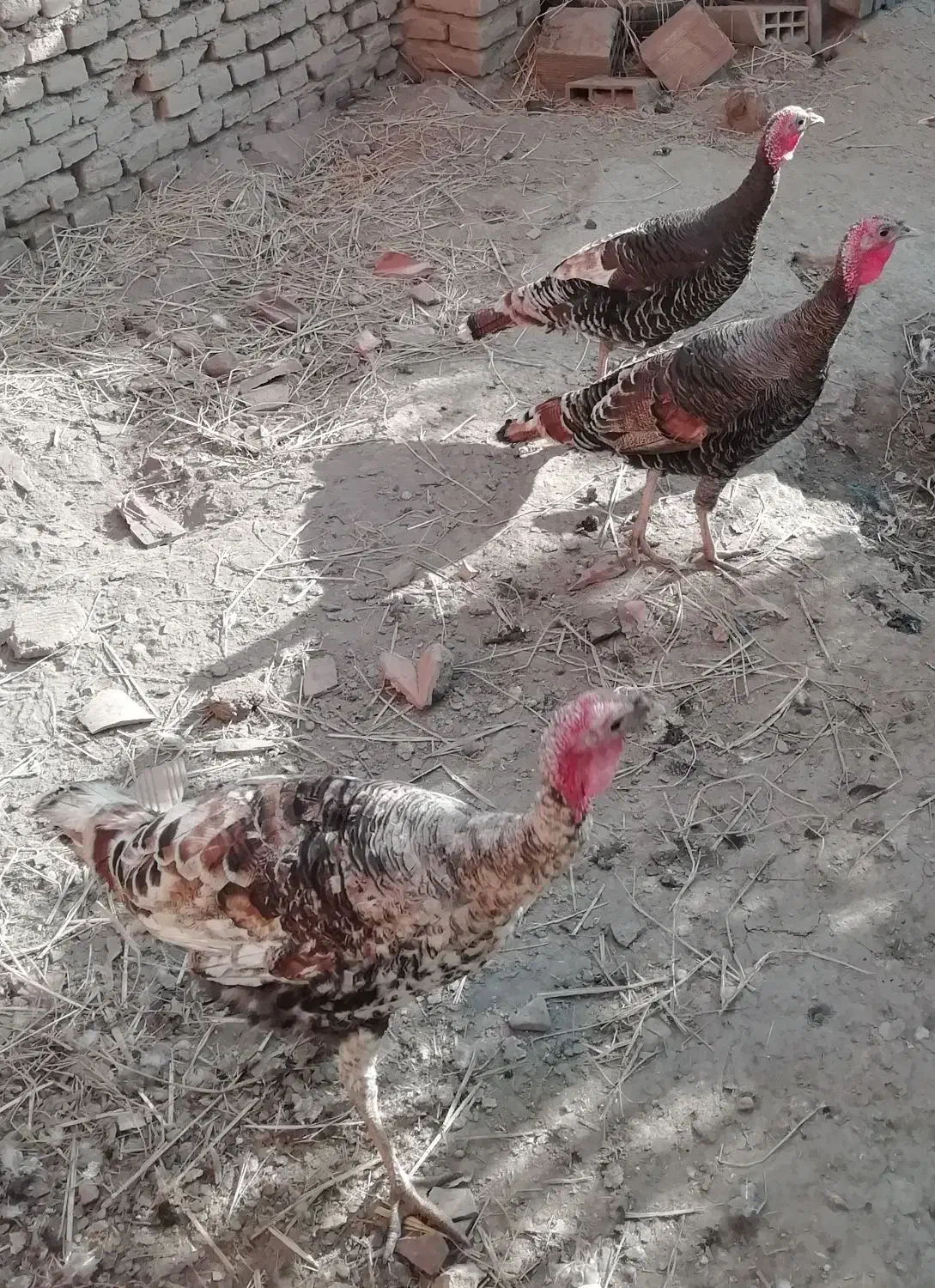 بوقلمون دوتا ماده یه نر|حیوانات مزرعه|گلوگاه, |دیوار