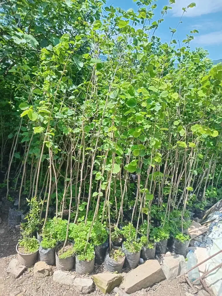 نهالستان گل محمدی|خدمات باغبانی و درختکاری|تبریز, |دیوار