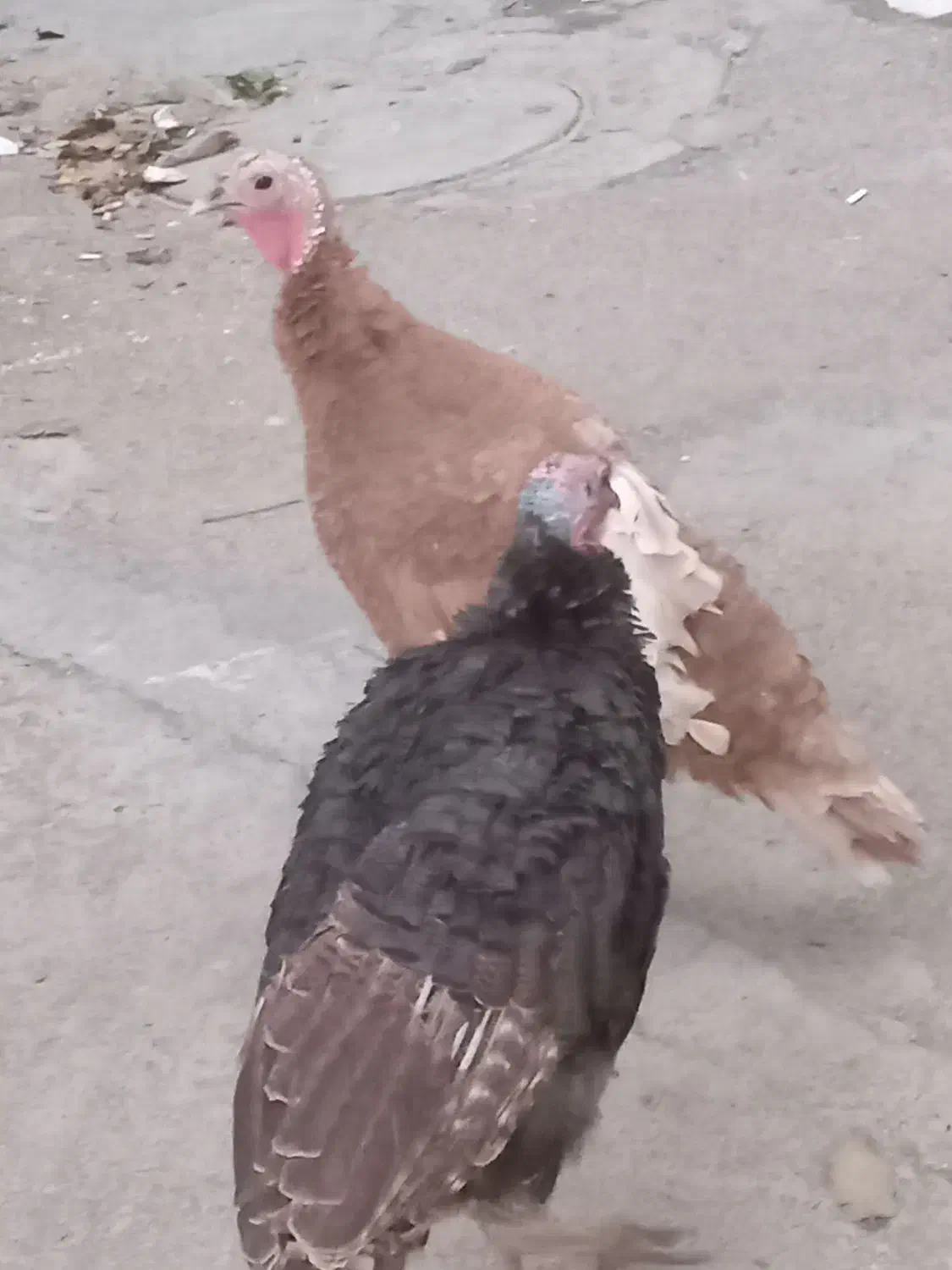 2عددبوقلمو قیمت 3/000/000تومان است|حیوانات مزرعه|کرمانشاه, |دیوار