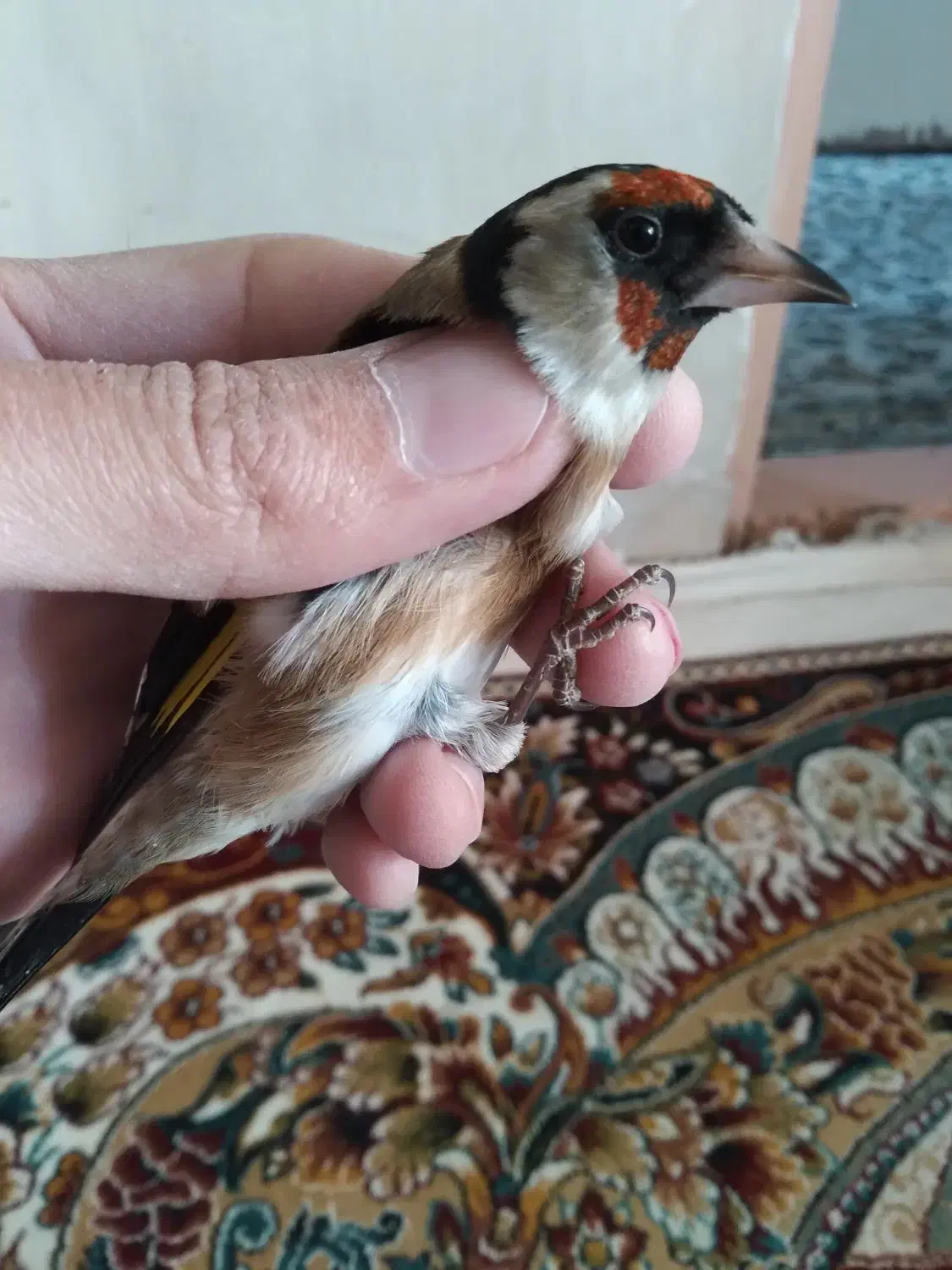 سهره صدرصدنر|پرنده|قم, ناصردیوان|دیوار