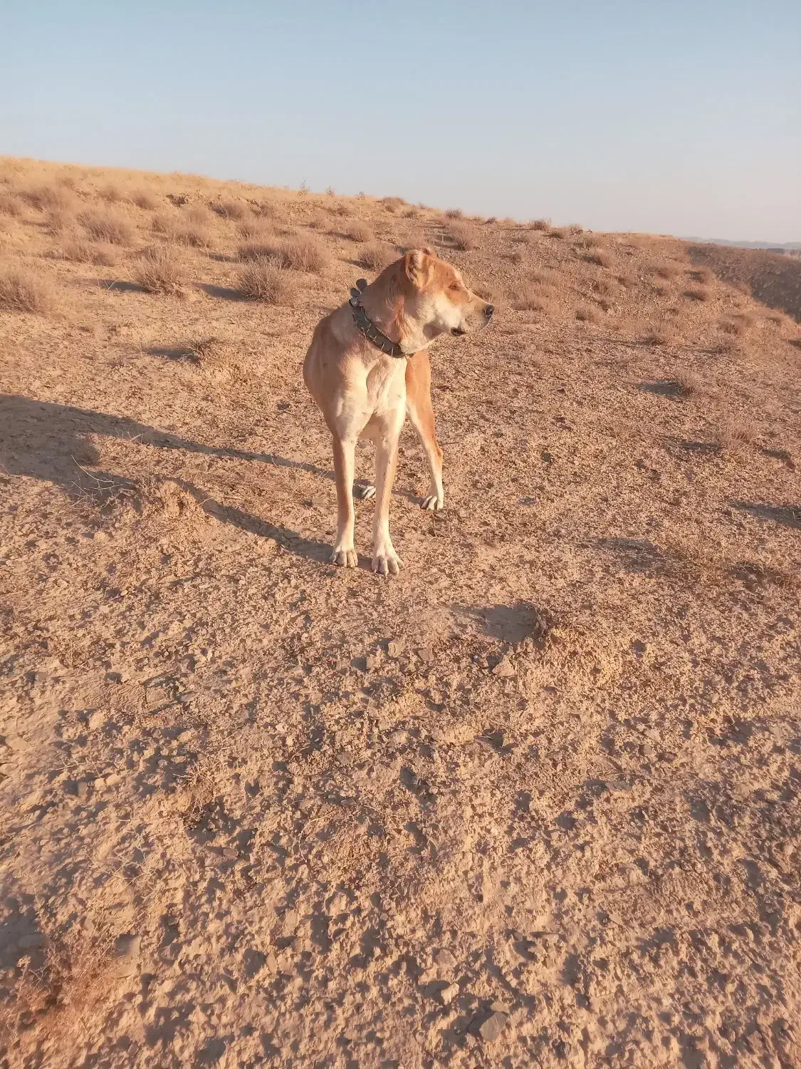 فروش ماده خراسانی|سگ|تربت جام, شیخ احمد جامی|دیوار