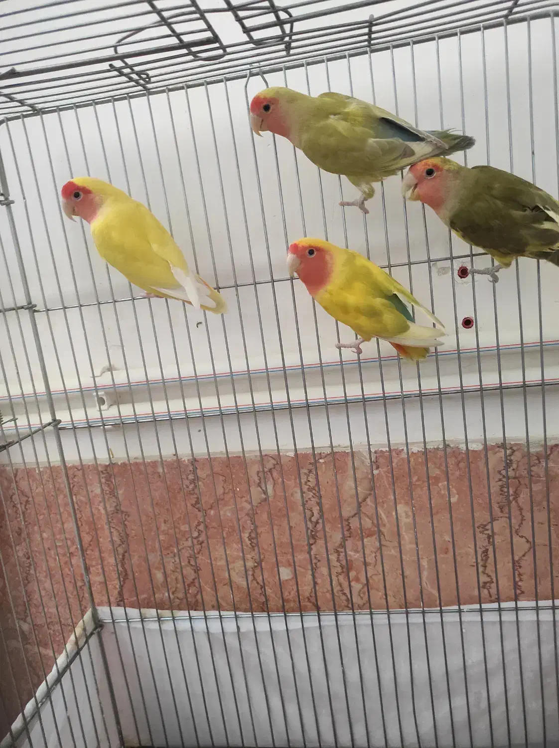 طوطی برزیلی|پرنده|شاهرود, |دیوار