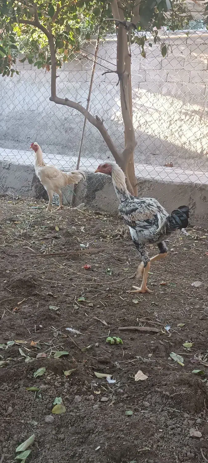 جوجه خروس لاری 5 ماه و نیم|حیوانات مزرعه|جیرفت, |دیوار