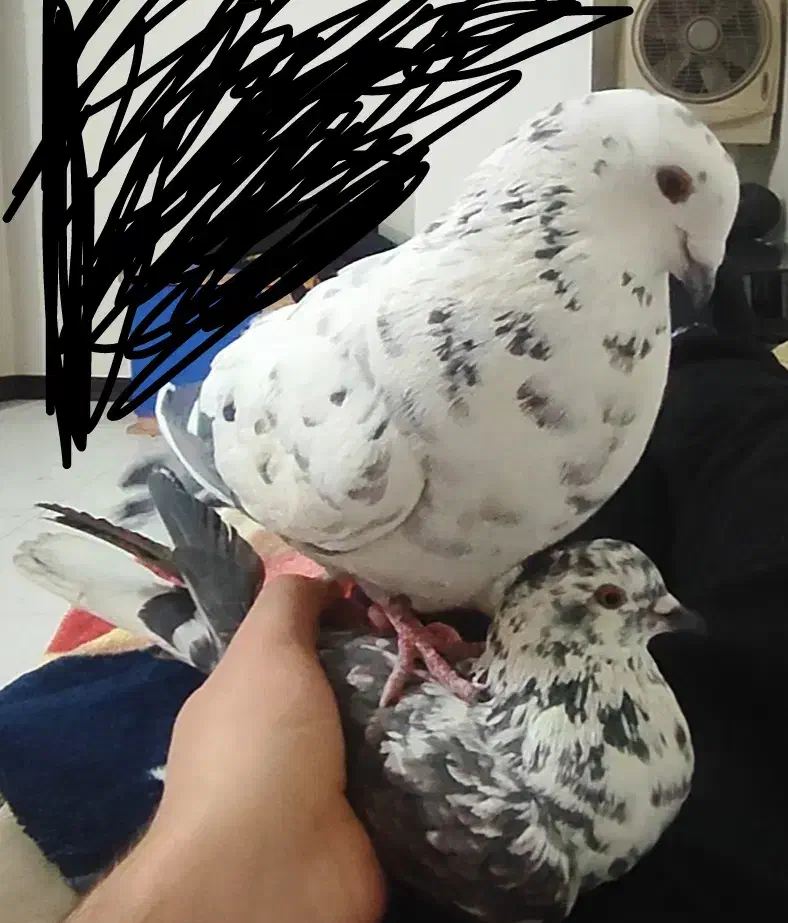 پلاکی نر معاوضه با پلاکی ماده یا دمگیر ماده|پرنده|شاهینشهر, خانه کارگر|دیوار