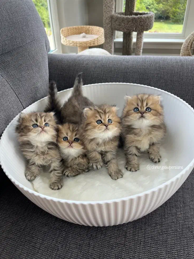 گربه اسکاتیش / بریتیش رنگ خاص..|گربه|تهران, تهرانسر شرقی|دیوار