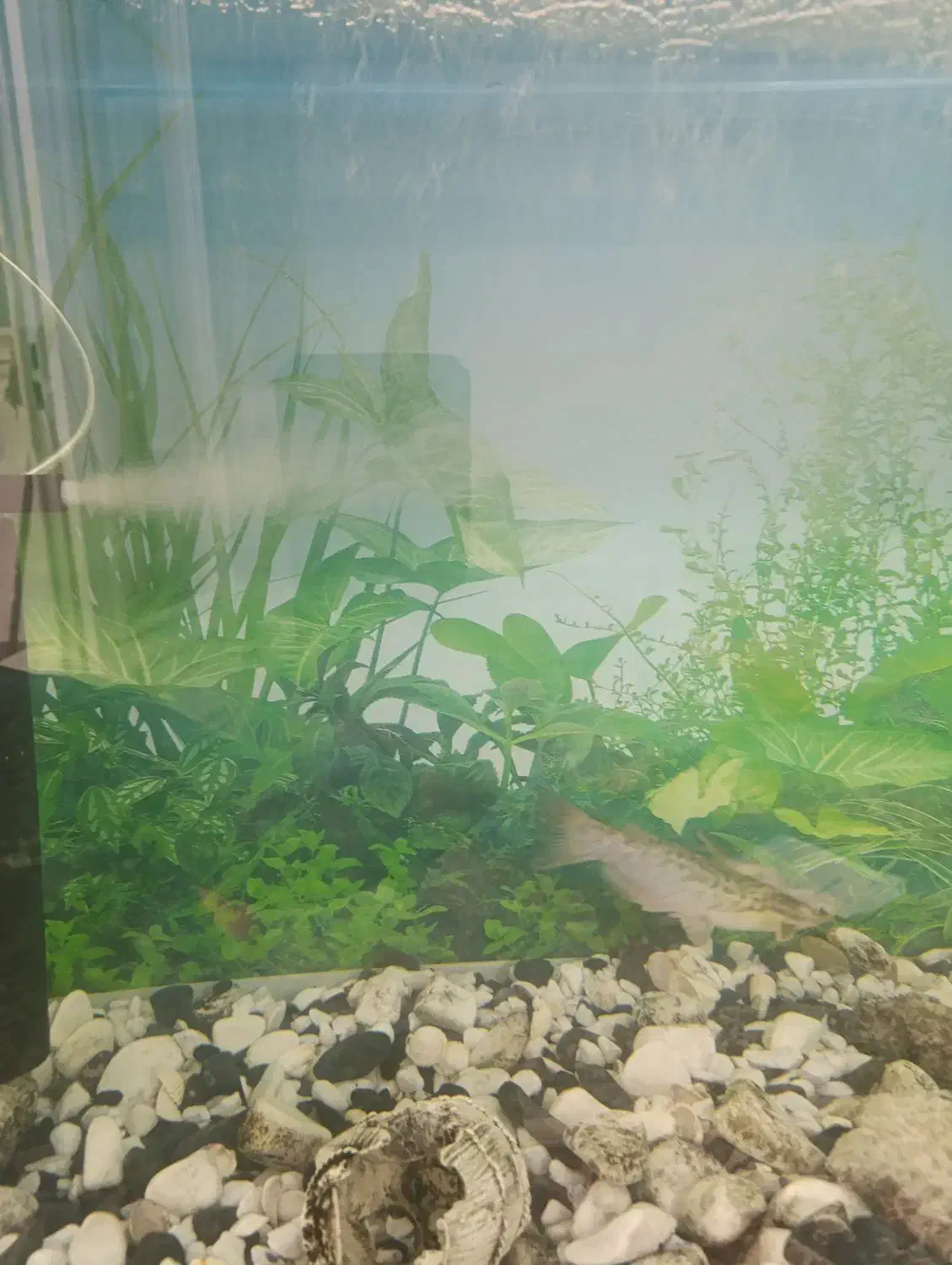 ماهی گوشتخوار|ماهی|بومهن, |دیوار