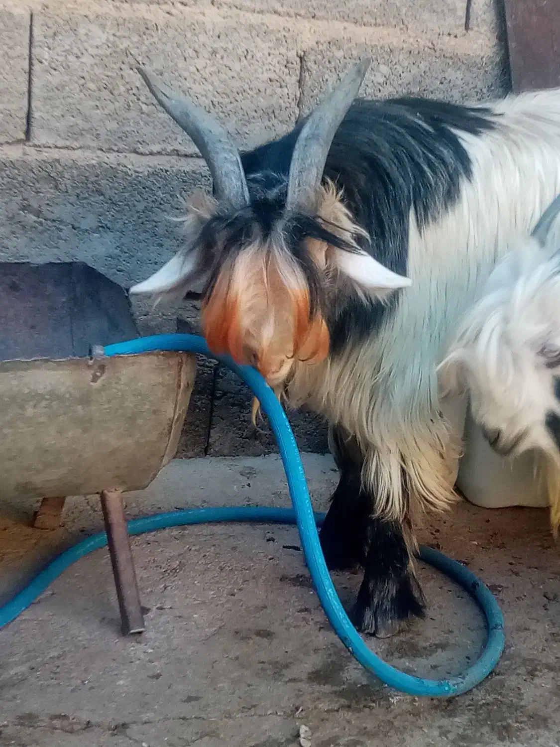 بزغاله تخمی|حیوانات مزرعه|اردل, |دیوار