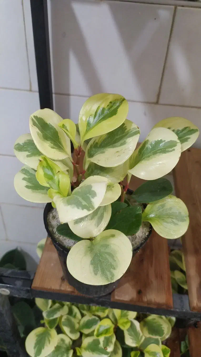 بنجامین ،اریکا|گل و گیاه طبیعی|یزد, |دیوار