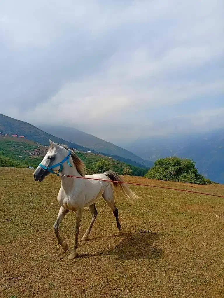 اسب|اسب و تجهیزات اسب‌سواری|رامسر, |دیوار